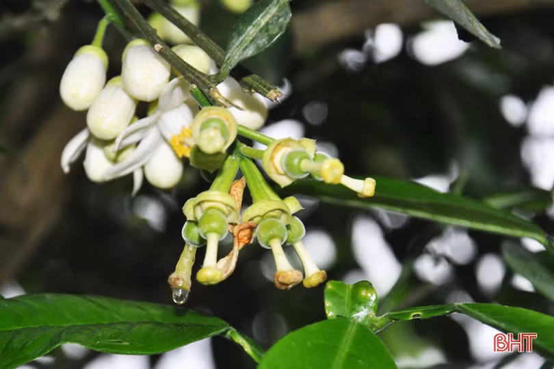 Nông dân Hà Tĩnh tất bật thụ phấn cho bưởi Phúc Trạch trong những ngày tết