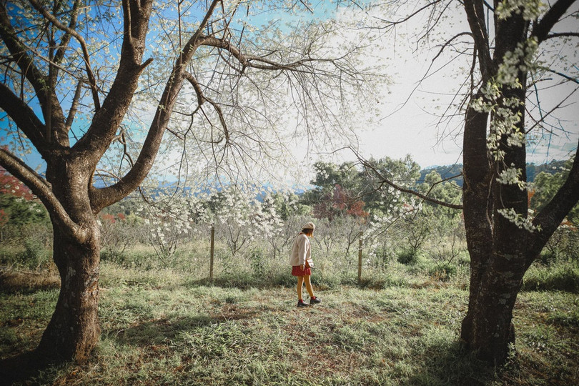 Rừng hoa anh đào nổi tiếng Thái Lan thu hút du khách dịp đầu năm