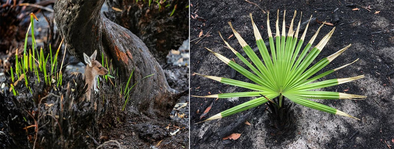 Sự sống bắt đầu trở lại những cánh rừng cháy của Australia