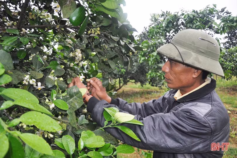 Nông dân Hà Tĩnh tất bật thụ phấn cho bưởi Phúc Trạch trong những ngày tết