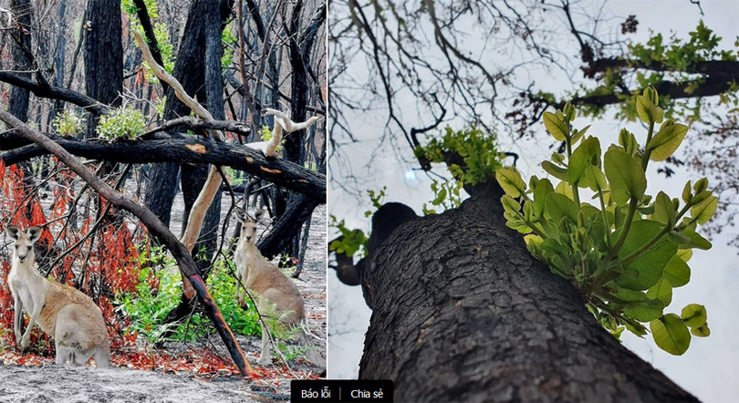 Sự sống bắt đầu trở lại những cánh rừng cháy của Australia