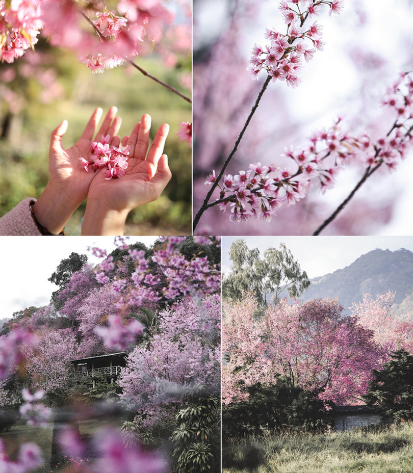 Rừng hoa anh đào nổi tiếng Thái Lan thu hút du khách dịp đầu năm