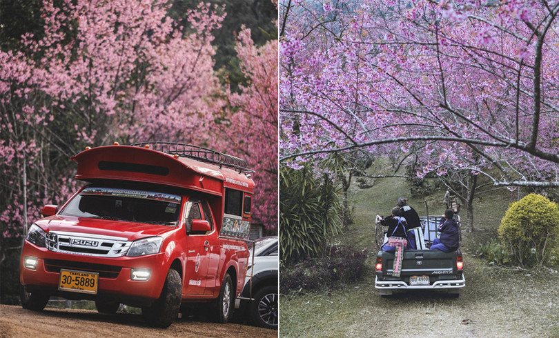 Rừng hoa anh đào nổi tiếng Thái Lan thu hút du khách dịp đầu năm