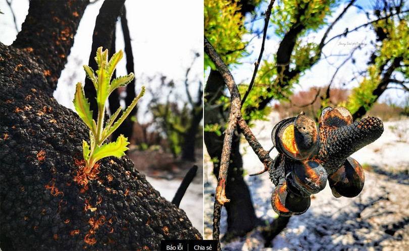 Sự sống bắt đầu trở lại những cánh rừng cháy của Australia