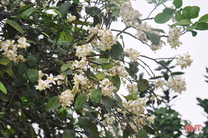 Nông dân Hà Tĩnh tất bật thụ phấn cho bưởi Phúc Trạch trong những ngày tết