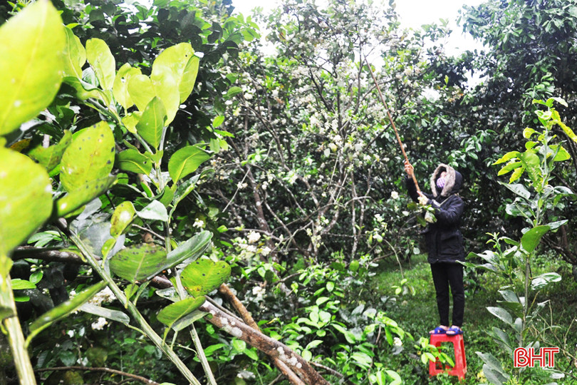 Nông dân Hà Tĩnh tất bật thụ phấn cho bưởi Phúc Trạch trong những ngày tết