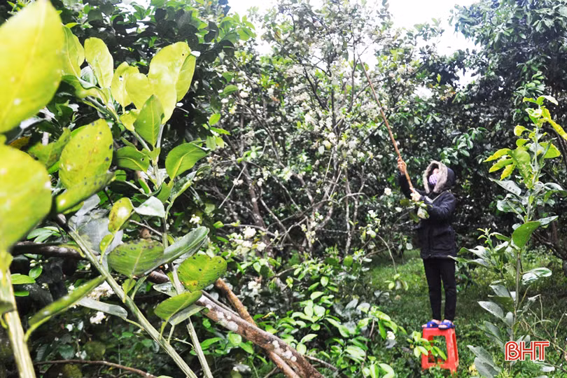 Nông dân Hà Tĩnh tất bật thụ phấn cho bưởi Phúc Trạch trong những ngày tết