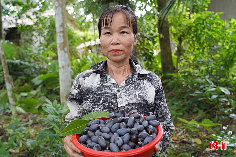 Năm nay, sản lượng trám của gia đình chị Nguyễn Thị Hiền chỉ bằng 1/3 so với năm ngoái. t9.jpg