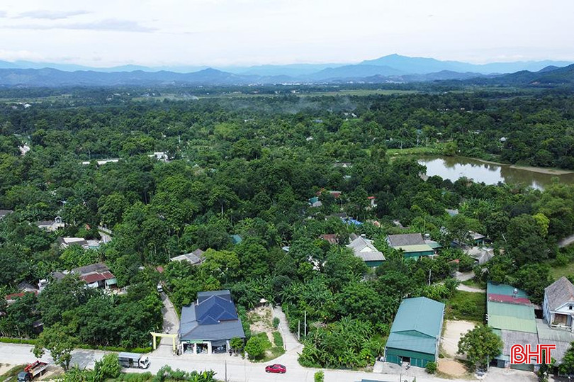 Xã Sơn Ninh được mệnh danh là "thủ phủ" trám ở huyện Hương Sơn. t1.jpg