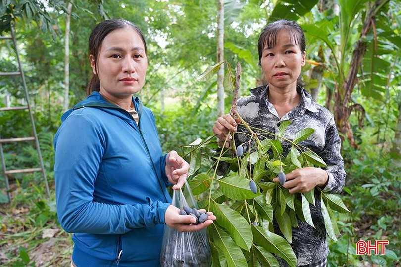 Sản lượng giảm, thương lái không mặn mà thu mua trám như mọi năm. t5.jpg