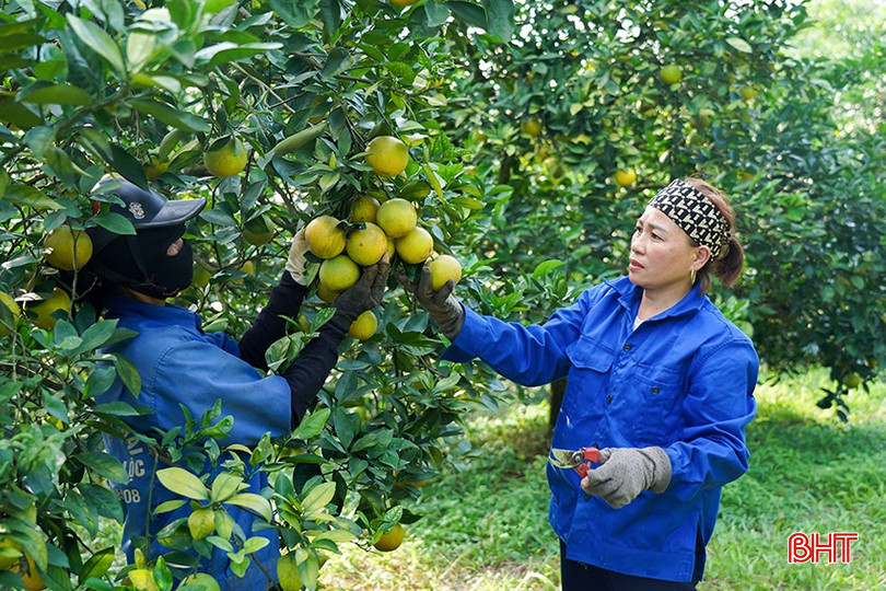 Chị Dương Thị Mai (bên phải) cùng nhân công kiểm tra chất lượng cam trước khi thu hoạch. bqbht_br_c1.jpg