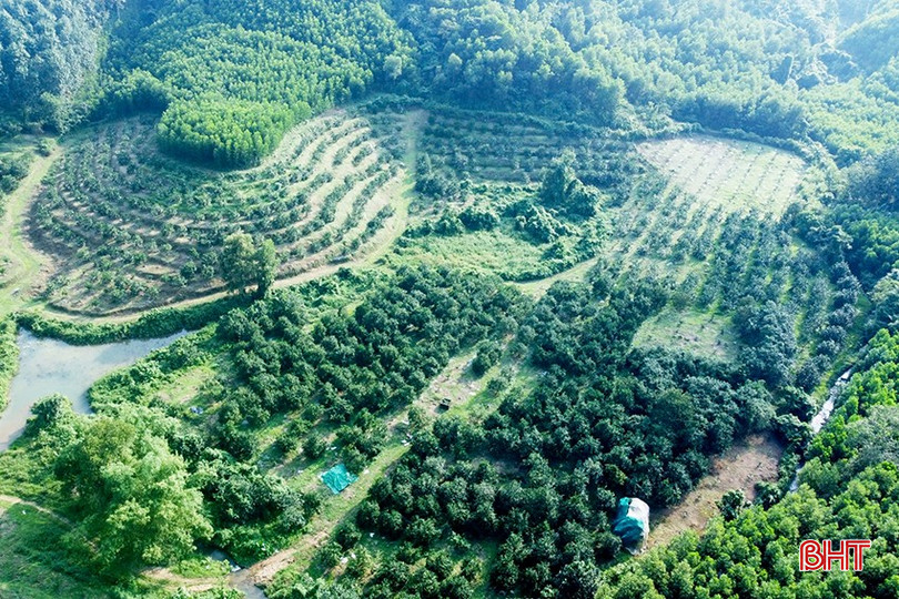 Xã Thượng Lộc có khoảng 200 ha trồng cam chanh và cam giòn. bqbht_br_tl.jpg