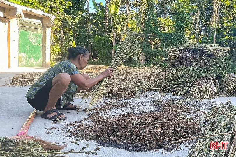 Gia đình bà Nguyễn Thị Yến chủ động thu gom số lượng lớn vừng để ép dầu sử dụng trong gia đình. bqbht_br_001.jpg