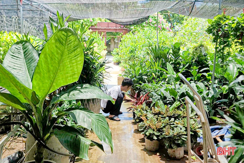 Nhiều nhà vườn đã mở rộng nguồn cây, nhập về các loại cây cảnh mới lạ, phù hợp để trang trí nhà ở đô thị. bqbht_br_c2.jpg