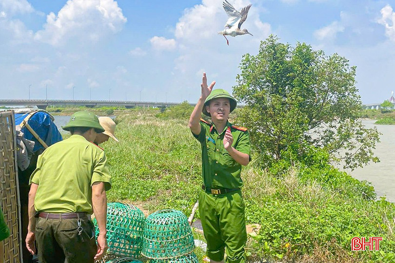 Hàng loạt cá thể chim mồi và chim mắc bẫy còn sống được thả về môi trường tự nhiên. bqbht_br_t3.jpg