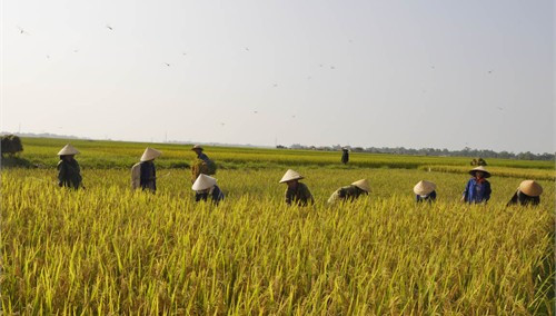 Mùa gặt về sớm trên cánh đồng xã Song Lộc