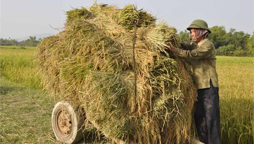 Niềm vui lúa về nhà trước mưa lũ