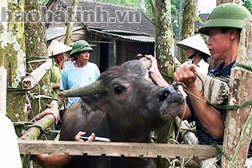 Từ năm 2008 đến nay, tỷ lệ tiêm phòng bình quân hàng năm đối với bệnh lở mồm long móng trâu, bò đạt gần 70% Từ năm 2008 đến nay, tỷ lệ tiêm phòng bình quân hàng năm đối với bệnh lở mồm long móng trâu, bò đạt gần 70%