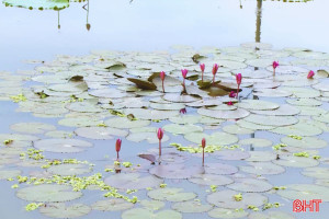 Cải tạo ao hồ thành những “lá phổi xanh” 