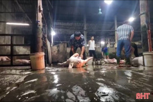 Ô nhiễm môi trường từ lò giết mổ gia súc tập trung