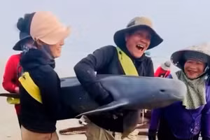 Ngư dân Hà Tĩnh thả cá heo mắc lưới đánh cá về biển