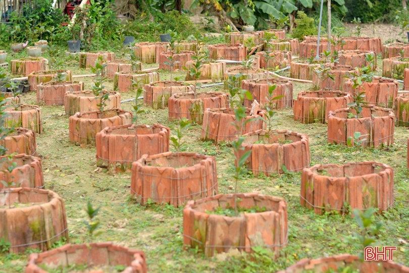 “Thủ phủ” trồng mai Hà Tĩnh tất bật vào vụ Tết