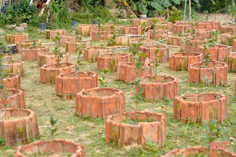 “Thủ phủ” trồng mai Hà Tĩnh tất bật vào vụ Tết