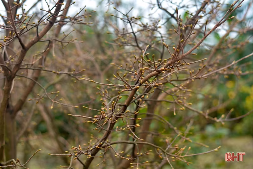 “Thủ phủ” trồng mai Hà Tĩnh tất bật vào vụ Tết
