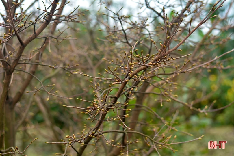 “Thủ phủ” trồng mai Hà Tĩnh tất bật vào vụ Tết