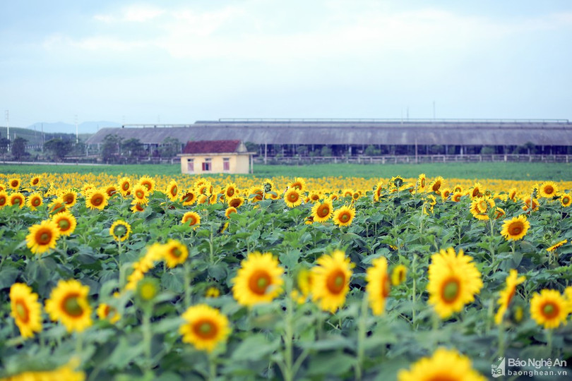 Rực rỡ cánh đồng hoa hướng dương ở Nghệ An