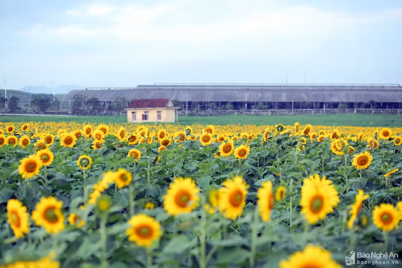 Rực rỡ cánh đồng hoa hướng dương ở Nghệ An
