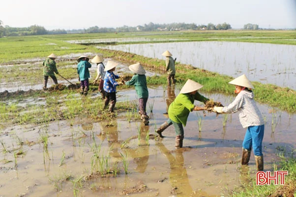 Nông dân Hà Tĩnh rộn ràng xuống giống vụ xuân