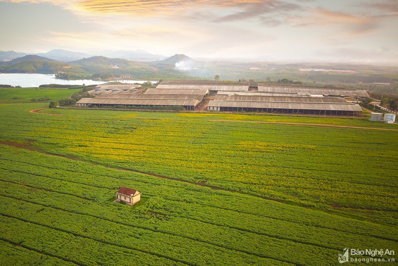 Rực rỡ cánh đồng hoa hướng dương ở Nghệ An