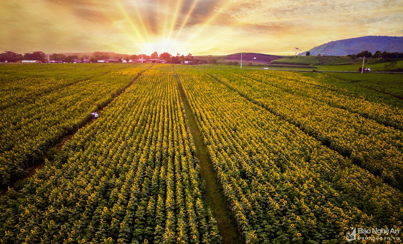 Rực rỡ cánh đồng hoa hướng dương ở Nghệ An