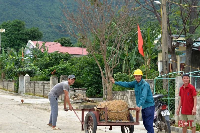 “Thủ phủ” trồng mai Hà Tĩnh tất bật vào vụ Tết