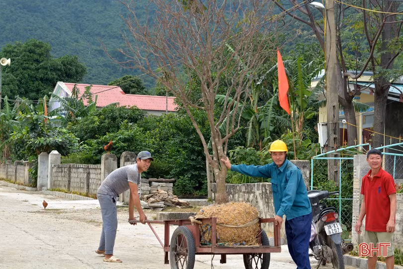 “Thủ phủ” trồng mai Hà Tĩnh tất bật vào vụ Tết