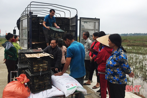 5.100 con gà giống giúp hộ nghèo Thạch Hà khởi nghiệp