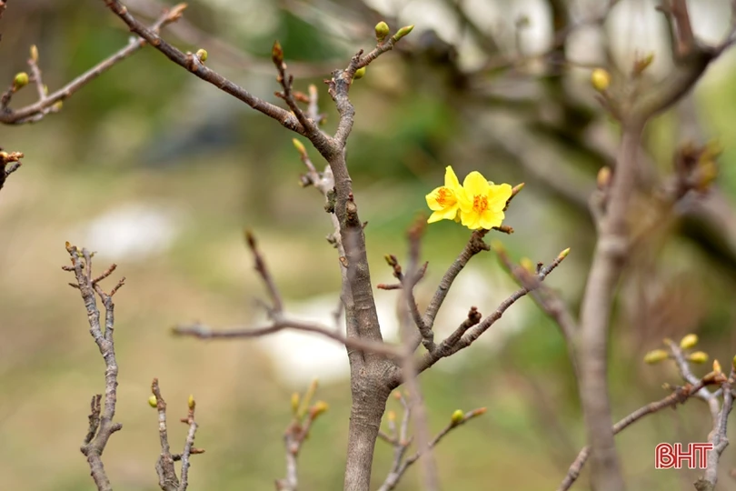 “Thủ phủ” trồng mai Hà Tĩnh tất bật vào vụ Tết