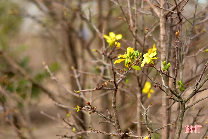 “Thủ phủ” trồng mai Hà Tĩnh tất bật vào vụ Tết