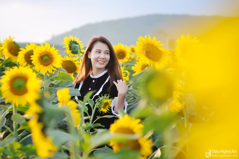 Rực rỡ cánh đồng hoa hướng dương ở Nghệ An