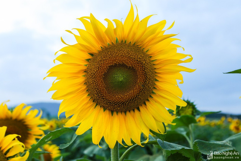 Rực rỡ cánh đồng hoa hướng dương ở Nghệ An