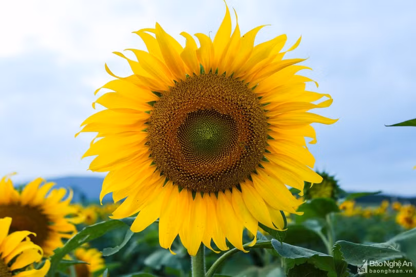 Rực rỡ cánh đồng hoa hướng dương ở Nghệ An
