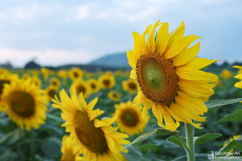 Rực rỡ cánh đồng hoa hướng dương ở Nghệ An