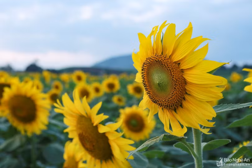 Rực rỡ cánh đồng hoa hướng dương ở Nghệ An
