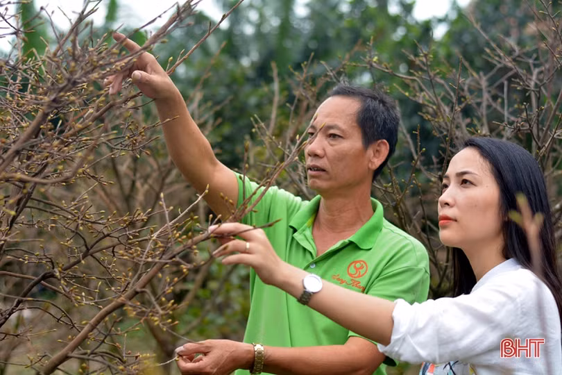 Nghe chủ vườn mẫu hoa ly ở TX Kỳ Anh bật mí cách kiếm cả trăm triệu dịp tết