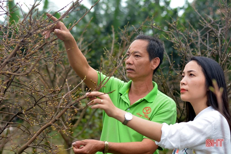 “Thủ phủ” trồng mai Hà Tĩnh tất bật vào vụ Tết