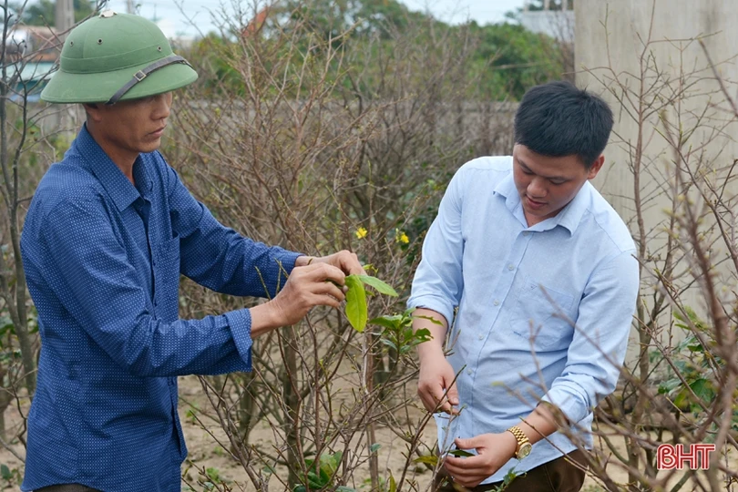 “Thủ phủ” trồng mai Hà Tĩnh tất bật vào vụ Tết