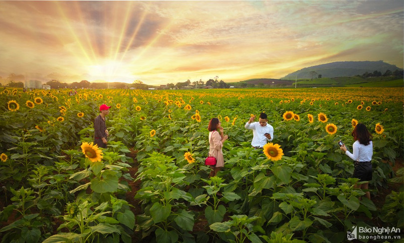Rực rỡ cánh đồng hoa hướng dương ở Nghệ An