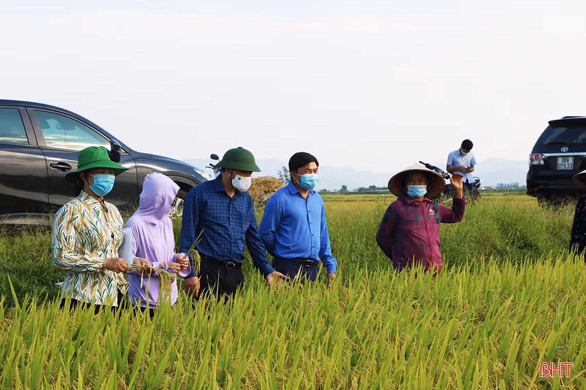 Đẩy nhanh tiến độ thu hoạch lúa xuân, triển khai sản xuất vụ hè thu đúng kế hoạch