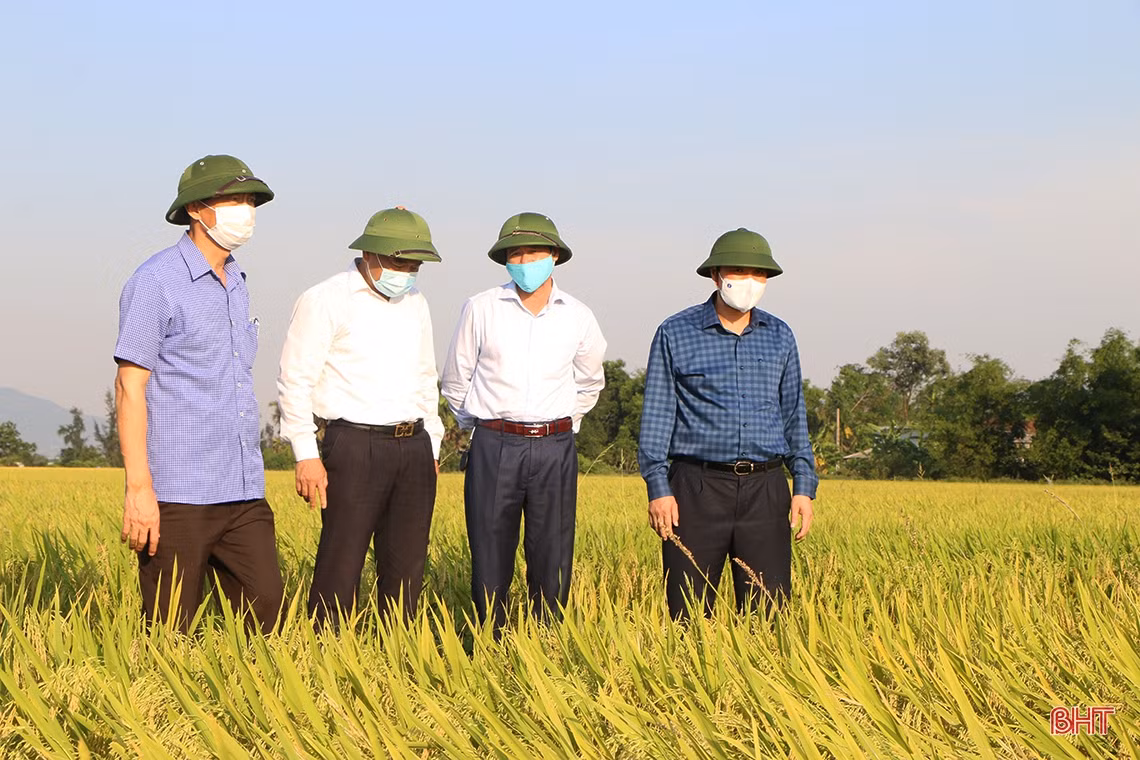 Đẩy nhanh tiến độ thu hoạch lúa xuân, triển khai sản xuất vụ hè thu đúng kế hoạch